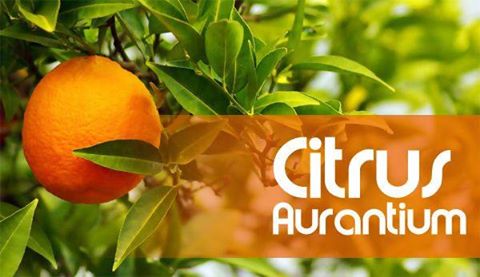 Benefícios Citrus Aurantium.